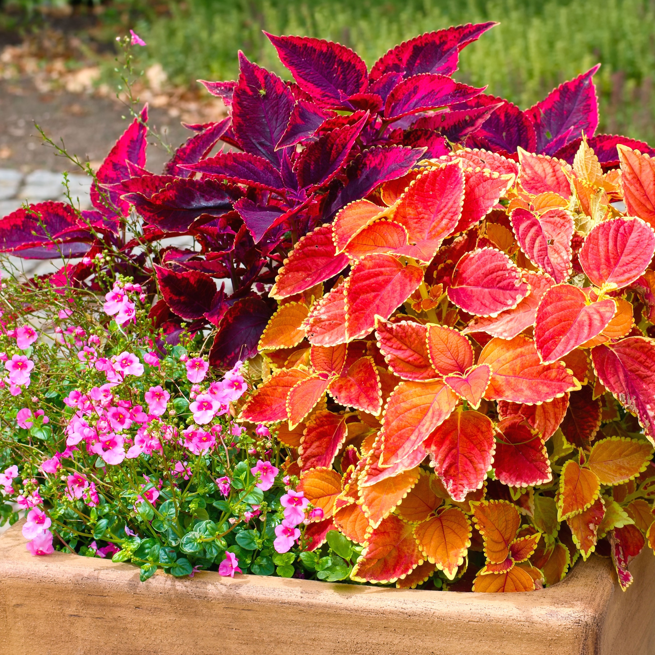 mixed coleus plants in wooden container with orange and red fall colors and pink flowers 