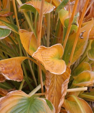 brown and yellow hosta leaves in autumn