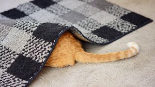 Cat hiding under a rug with tail sticking out
