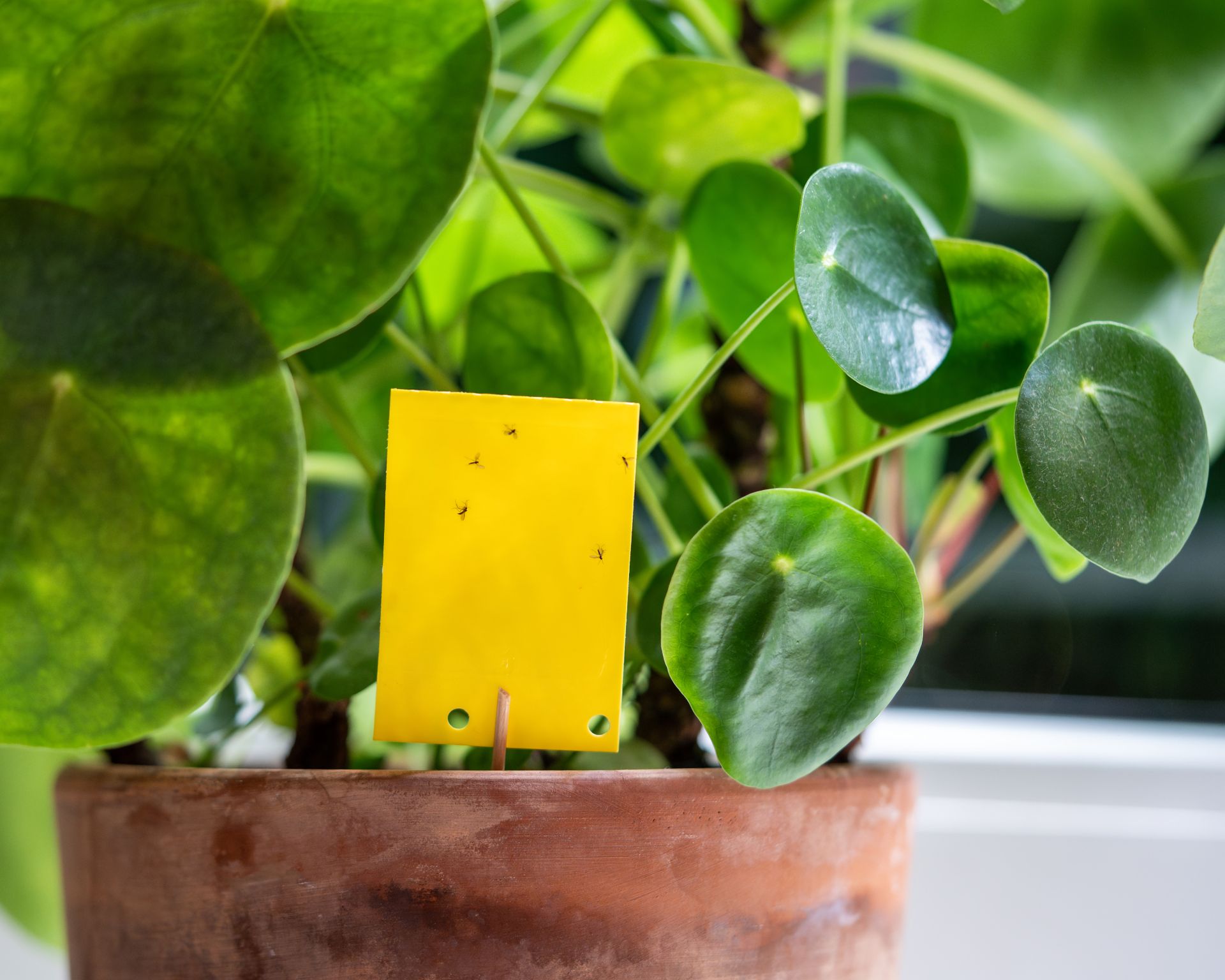 yellow sticky trap being used to trap fungus gnats and flies on houseplant