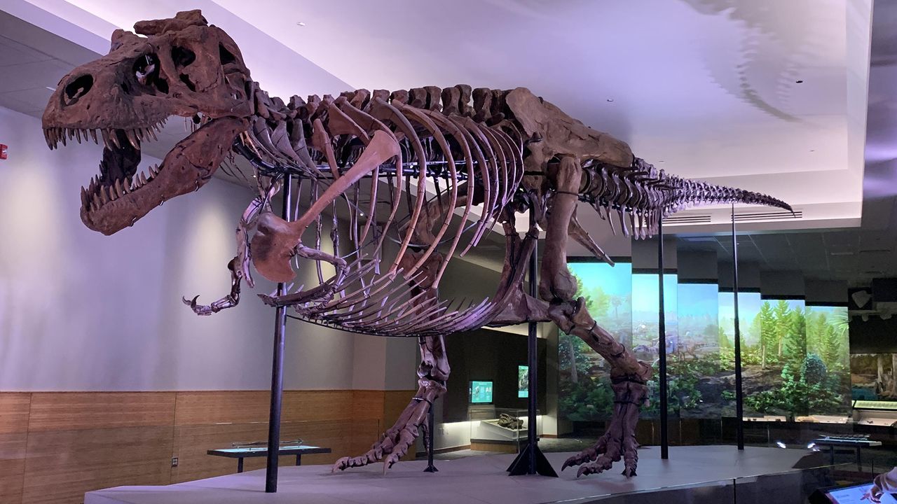 Sue the T. rex had an awful infection when she died.