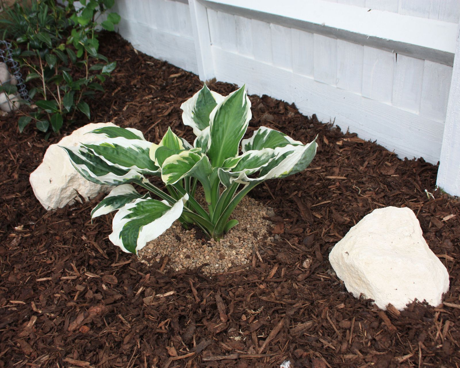Hostas care and growing guide: tips for these foliage plants | Gardeningetc