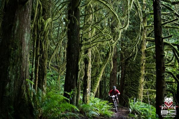 This unique growth of moss on the Sunshine Coast is what locals call Old Mans Beard.