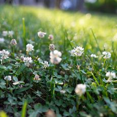 White clover growing in a lawn