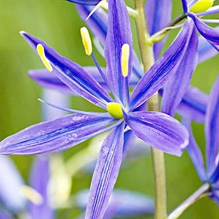 Camassia Quamash Seeds Camas Lily Perennial Plant Attract Pollinators Low-Maintenance Cut Flowers Showy Deer Resistant Ornamental Value for Garden Beds, Landscapes Outdoor 30pcs by Yegaol Garden
