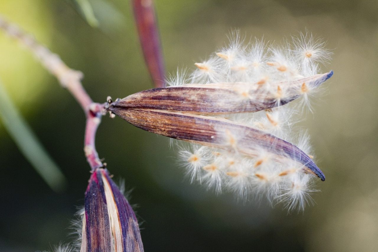 oleander seed