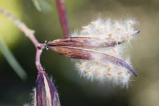 oleander seed