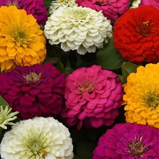 A collection of zinnia flower heads, including pink, red, white, and yellow flowers