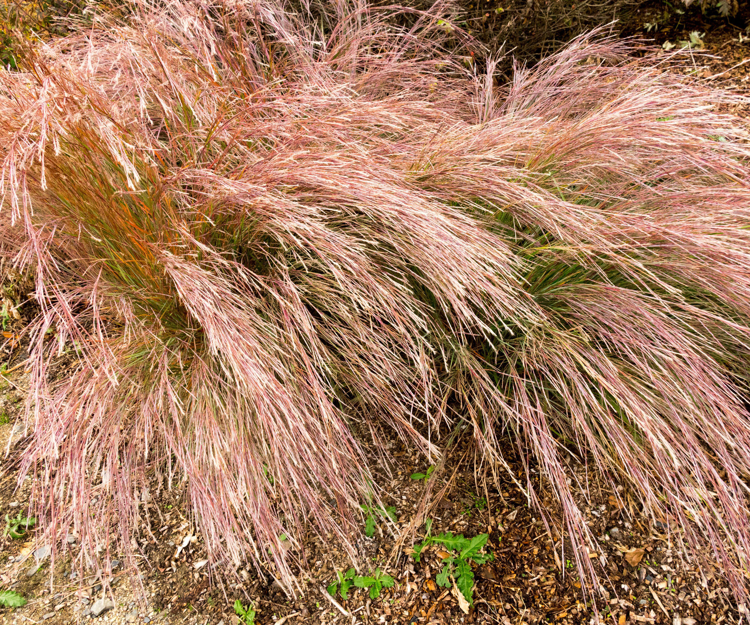 little bluestem plant with gold purple fronds