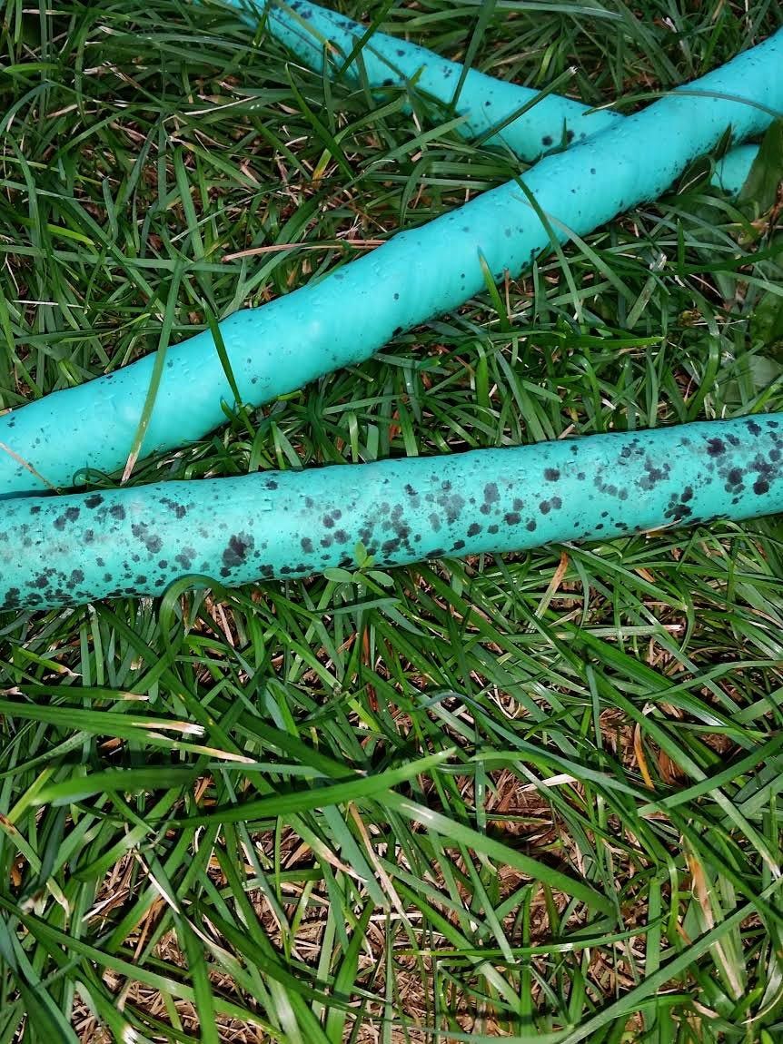 Artillery Fungus Forming on Garden Hose on Grass Lawn