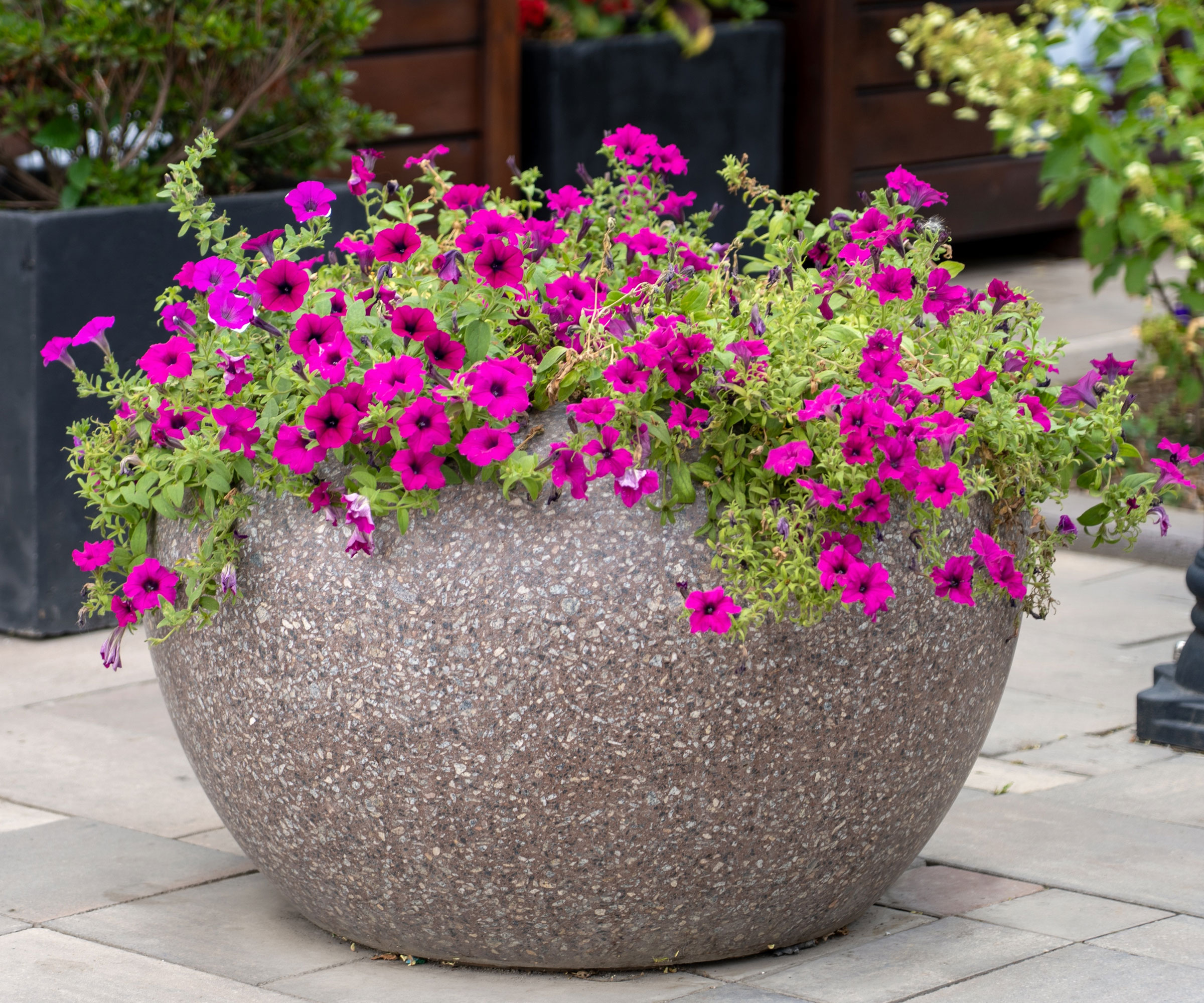 pink petunia flowering in large stone container