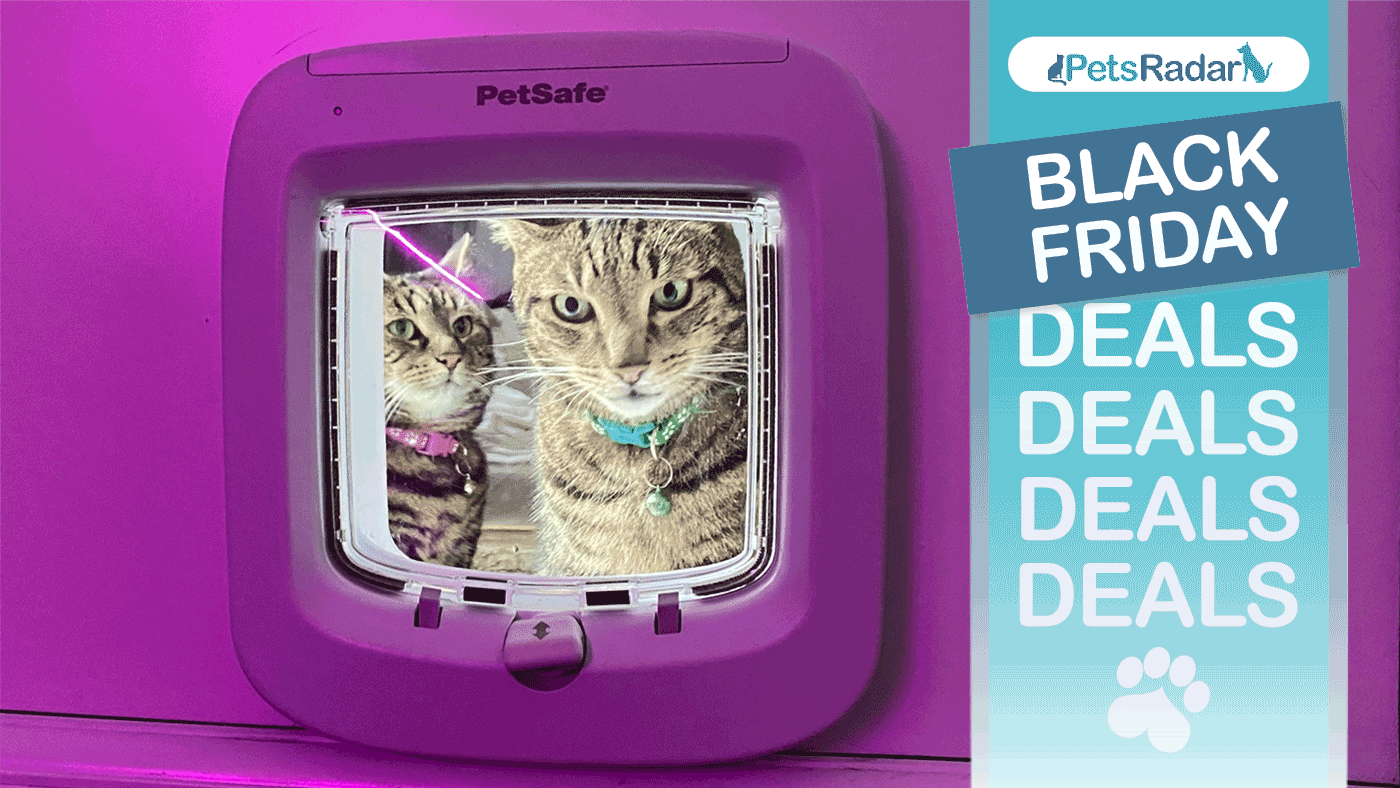 Microchip cat flaps are never this cheap! Here are 5 Black Friday deals ...