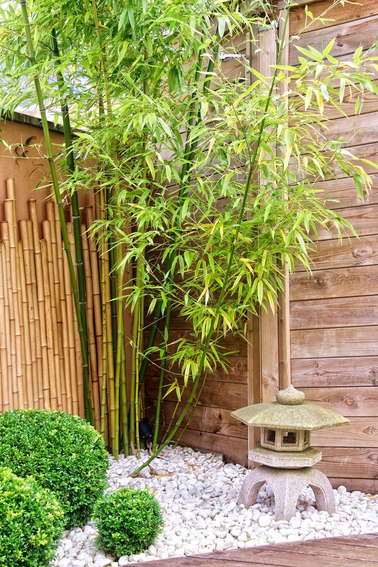 How to stop bamboo from spreading Homes & Gardens