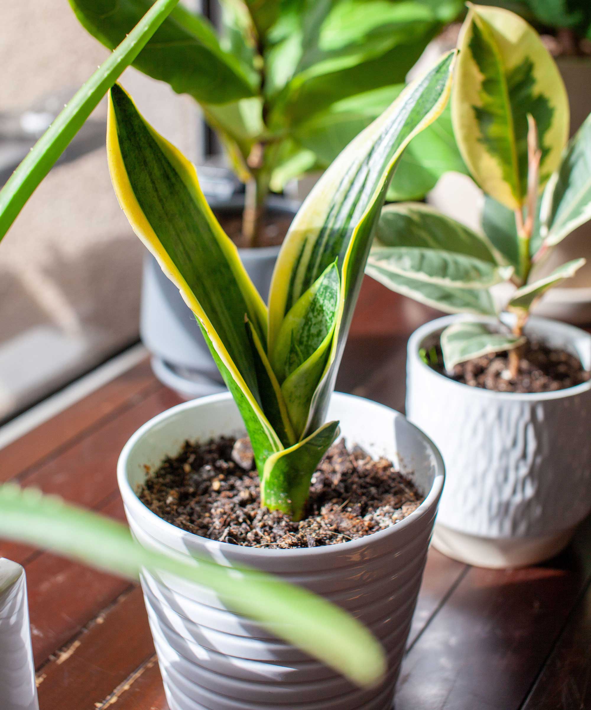 young snake plant in pot