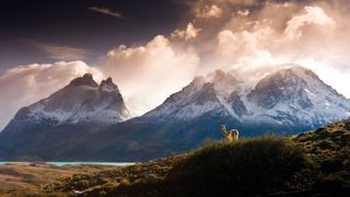 Wildlife in Patagonia