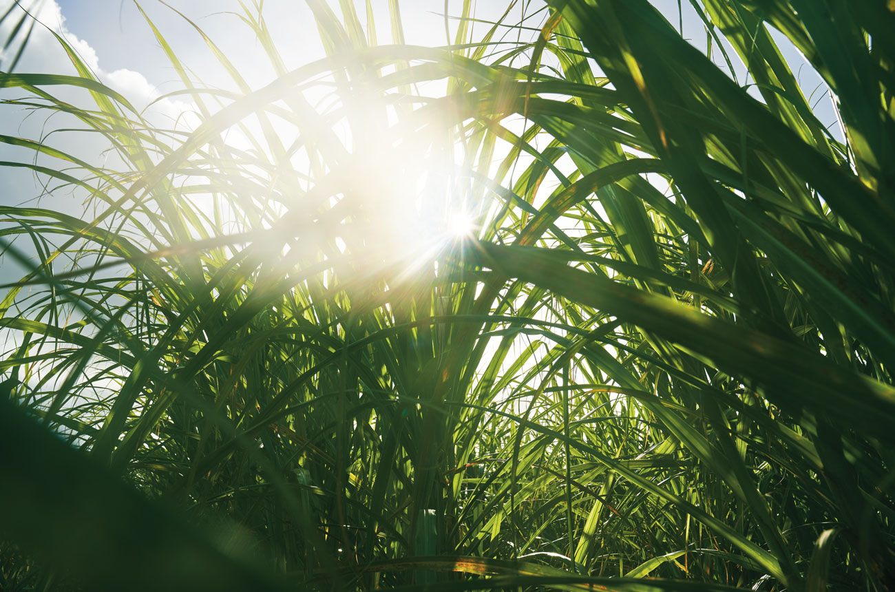 Sugar cane at the Mount Gay Estate on Barbados