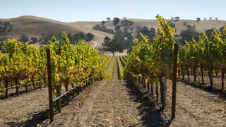Vineyards near Los Olivos in Santa Ynez Valley, California