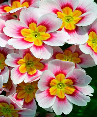 A cluster of pink and yellow primula flowers