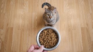 Cat looking up at a food bowl being placed on the floor by a hand