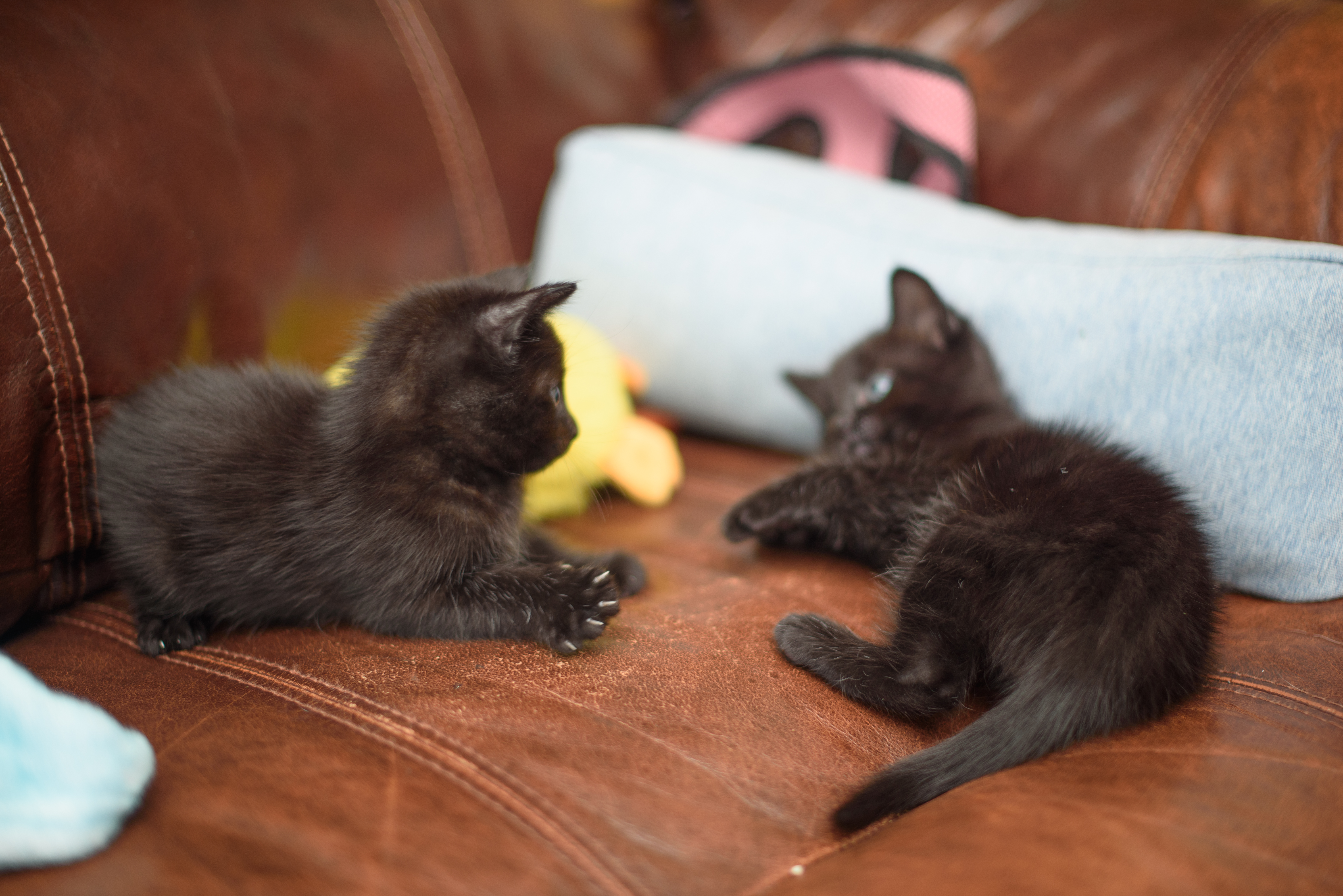 Two small 6 week old black kittens planning on and around a jade green Google Pixel 10 Pro phone, tapping the screen and clawing at the apps with their tiny murder claws