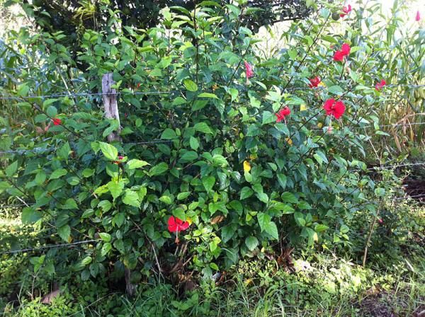 Hibiscus plants grow along the road sides.