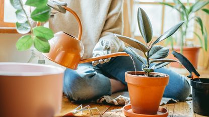 Woman lightly watering a rubber plant