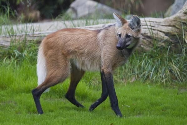 maned-wolf-111107-02