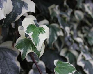 Variegated Algerain Ivy, Hedera algeriensis 'Gloire de Marengo' classy groundcover