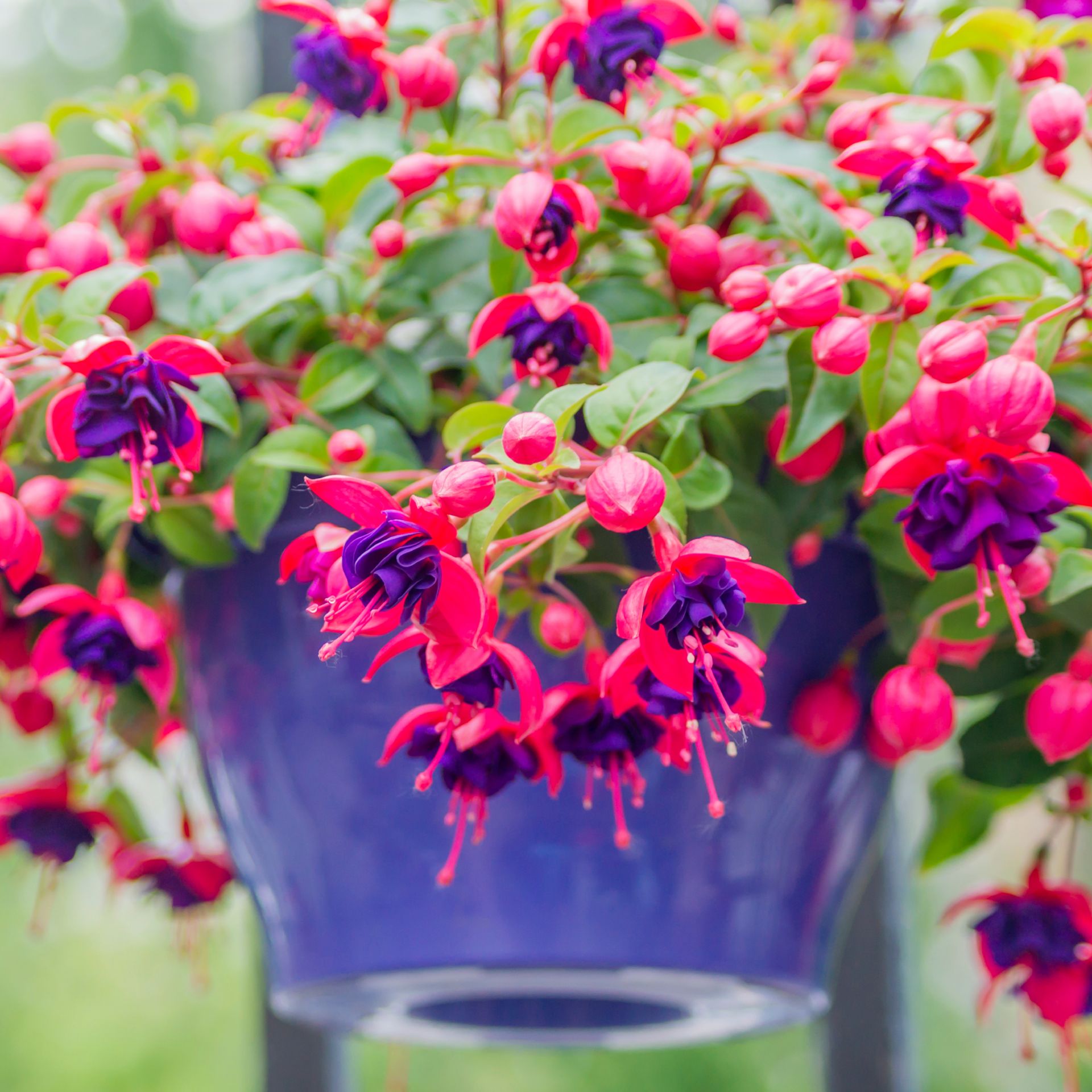 fuchsia blooming in a hanging basket