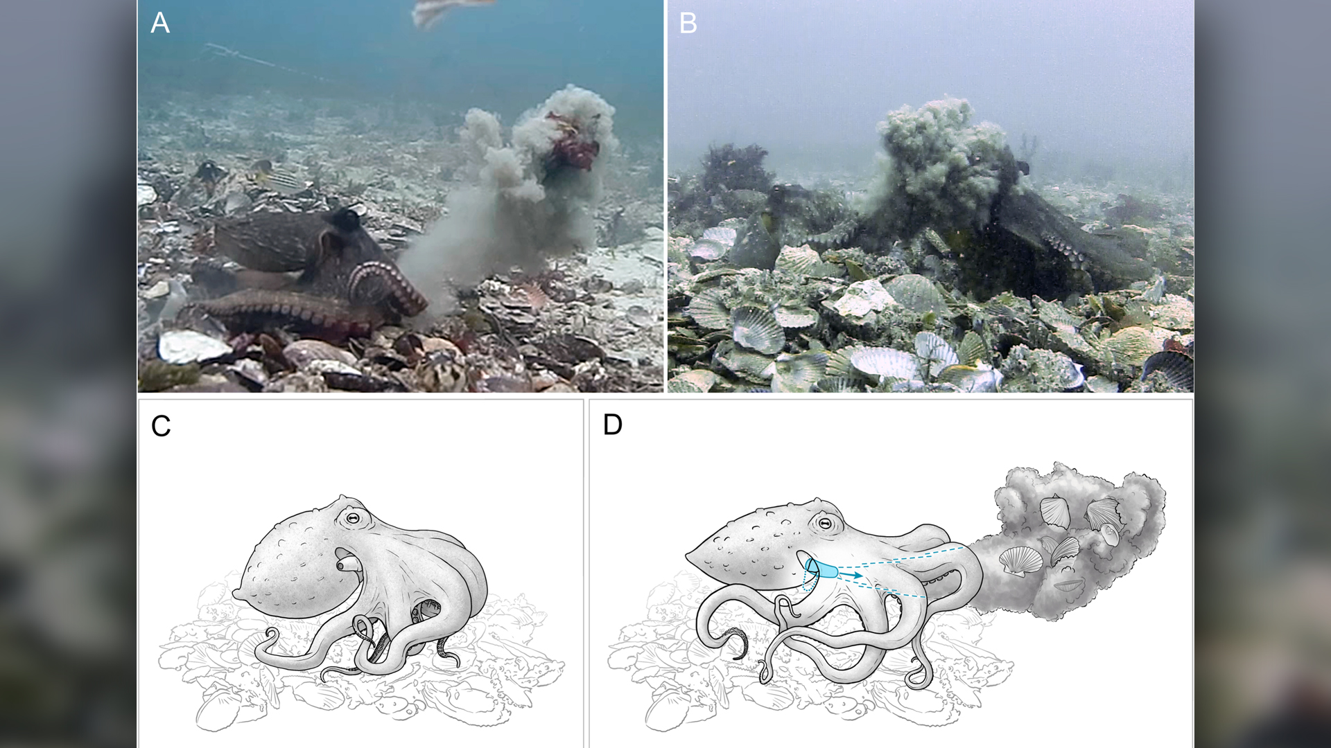 Debris throwing by Octopus tetricus in the wild. A) Octopus (left) projects silt and kelp through the water; B) an octopus (right) is hit by a cloud of silt projected through the water by a throwing octopus; C) shells, silt, algae or some mixture is held in the arms preparatory to the throw; D) siphon is brought down over rear arm and under the web and arm crown, and water is forcibly expelled through the siphon.