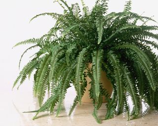 Boston fern plant