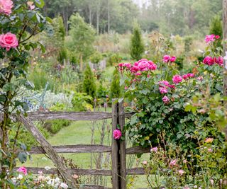 cottage garden gate covered in pink rambling roses