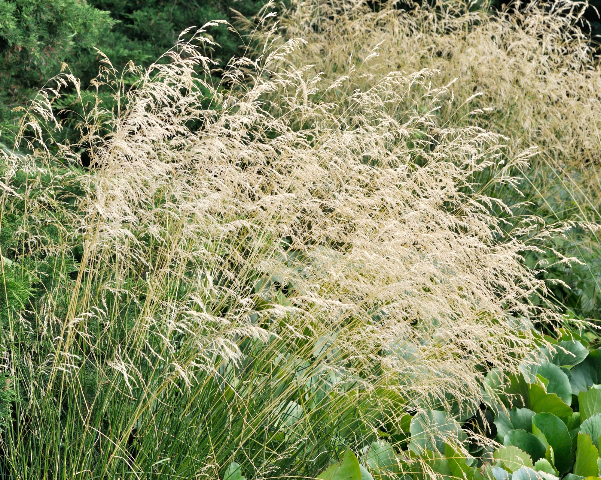 Tufted hairgrass ornamental grass