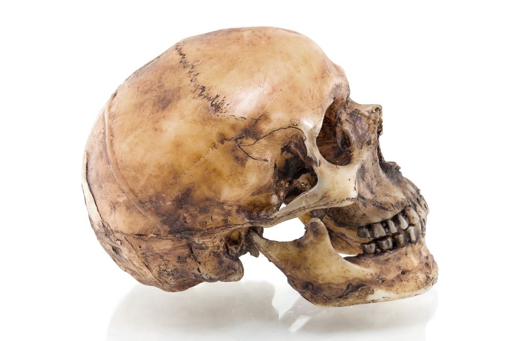 skull, human skull, bone, skeleton