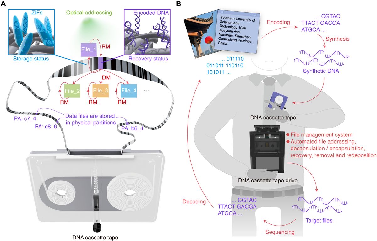 Chinese scientists want to build a 'forever' DNA tape with a 80 million DVDs storage capacity - but it will take forever to write at the current rate