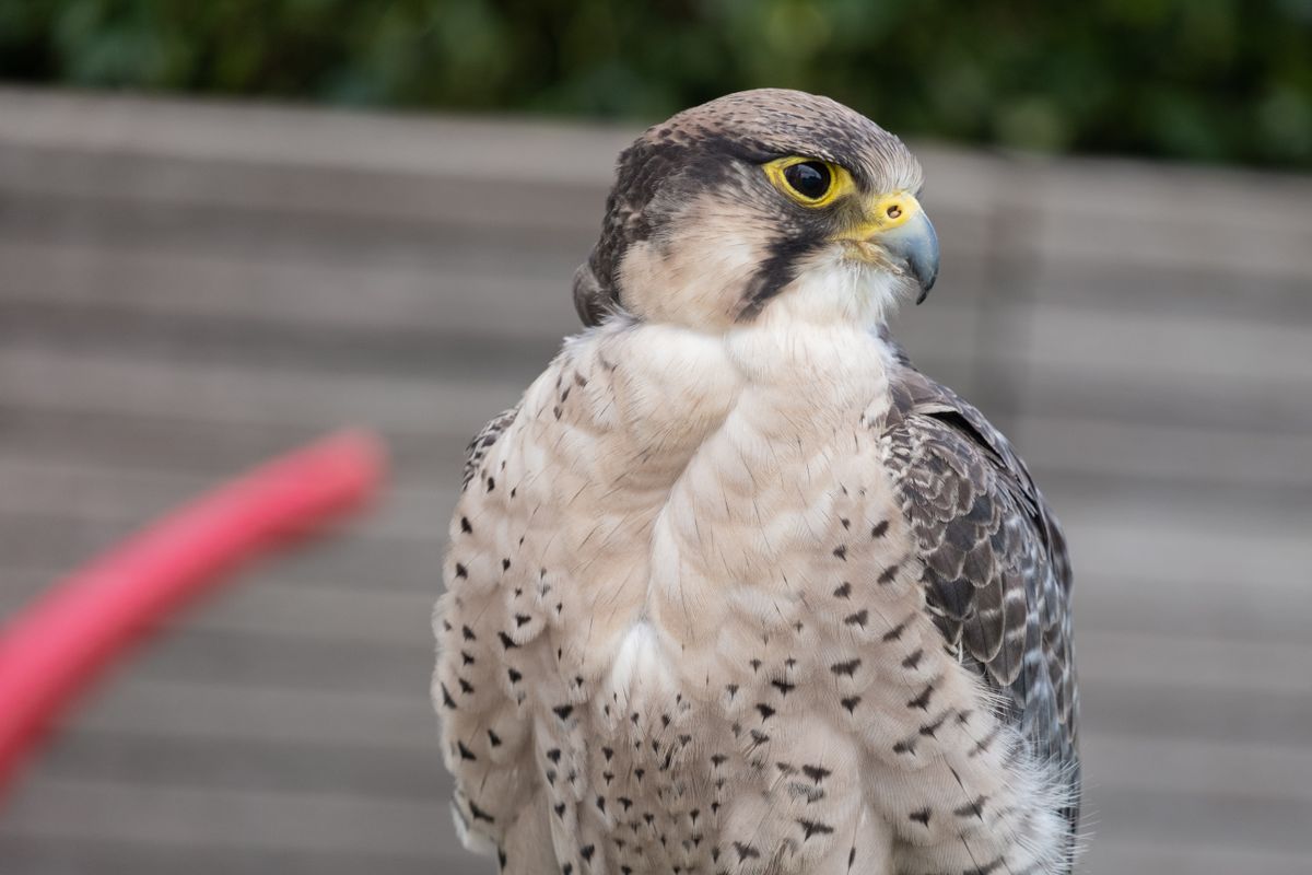 A falcon bird sitting on a perch