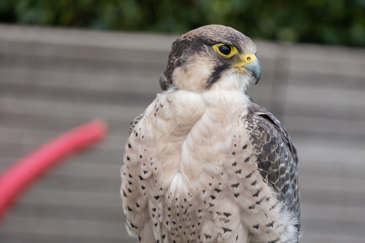 A falcon bird sitting on a perch