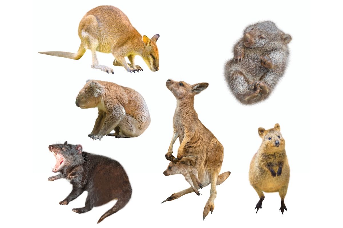 Why Are There So Many Marsupials in Australia? | Live Science