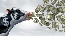 Cash Cow business metaphor as a success symbol for a profitable company or service generating profit and growing wealth for profitability like cows producing milk consistently.