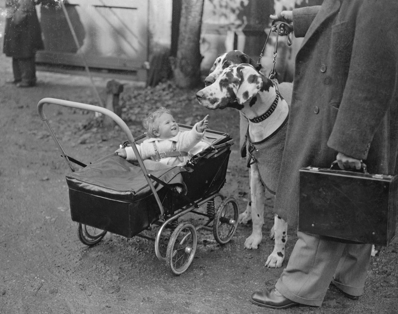 A smiling baby sits in a vintage pram, reaching out toward a large Harlequin Great Dane standing beside them. The dog, held on a lead by an adult out of frame, looks gentle and patient. The photo captures a charming contrast between the toddler&rsquo;s tiny frame and the towering dog.