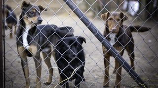 Three mongrel dogs at shelter