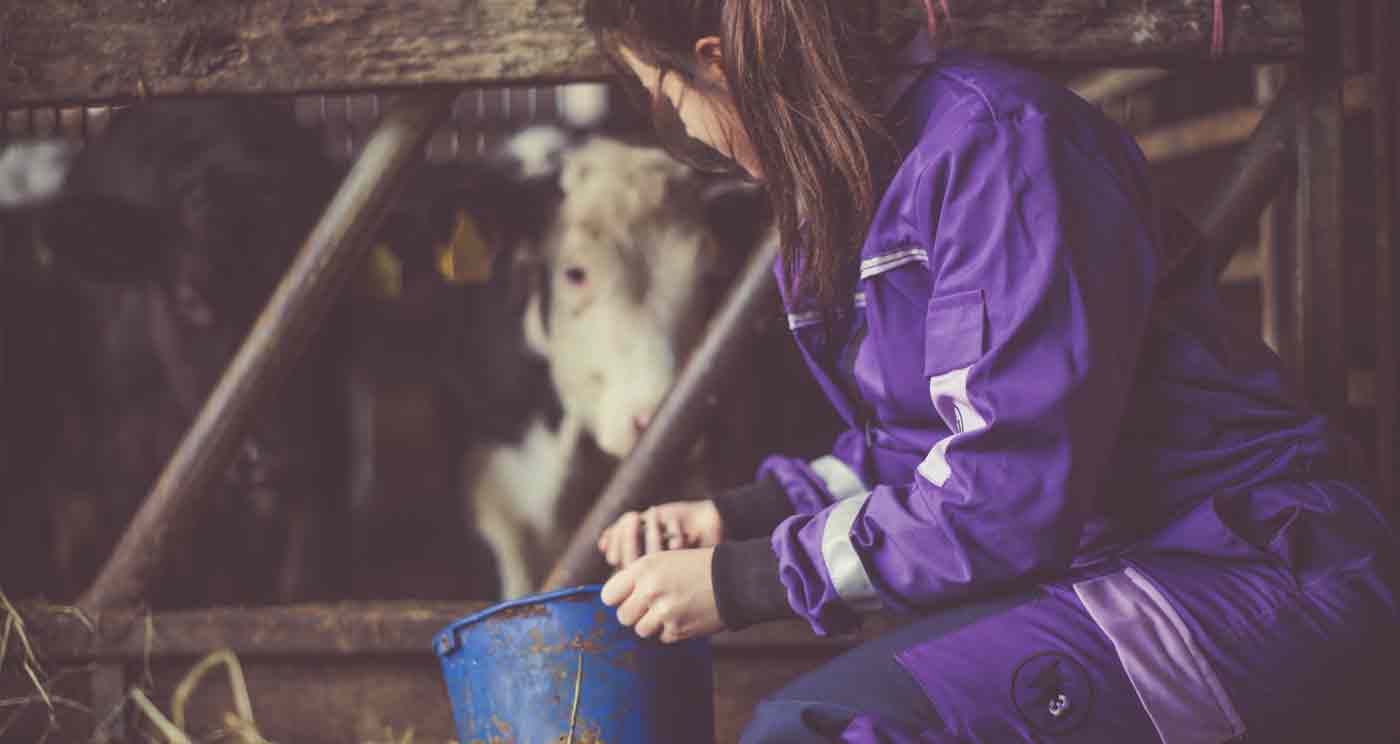 Lady-Feeding-cows