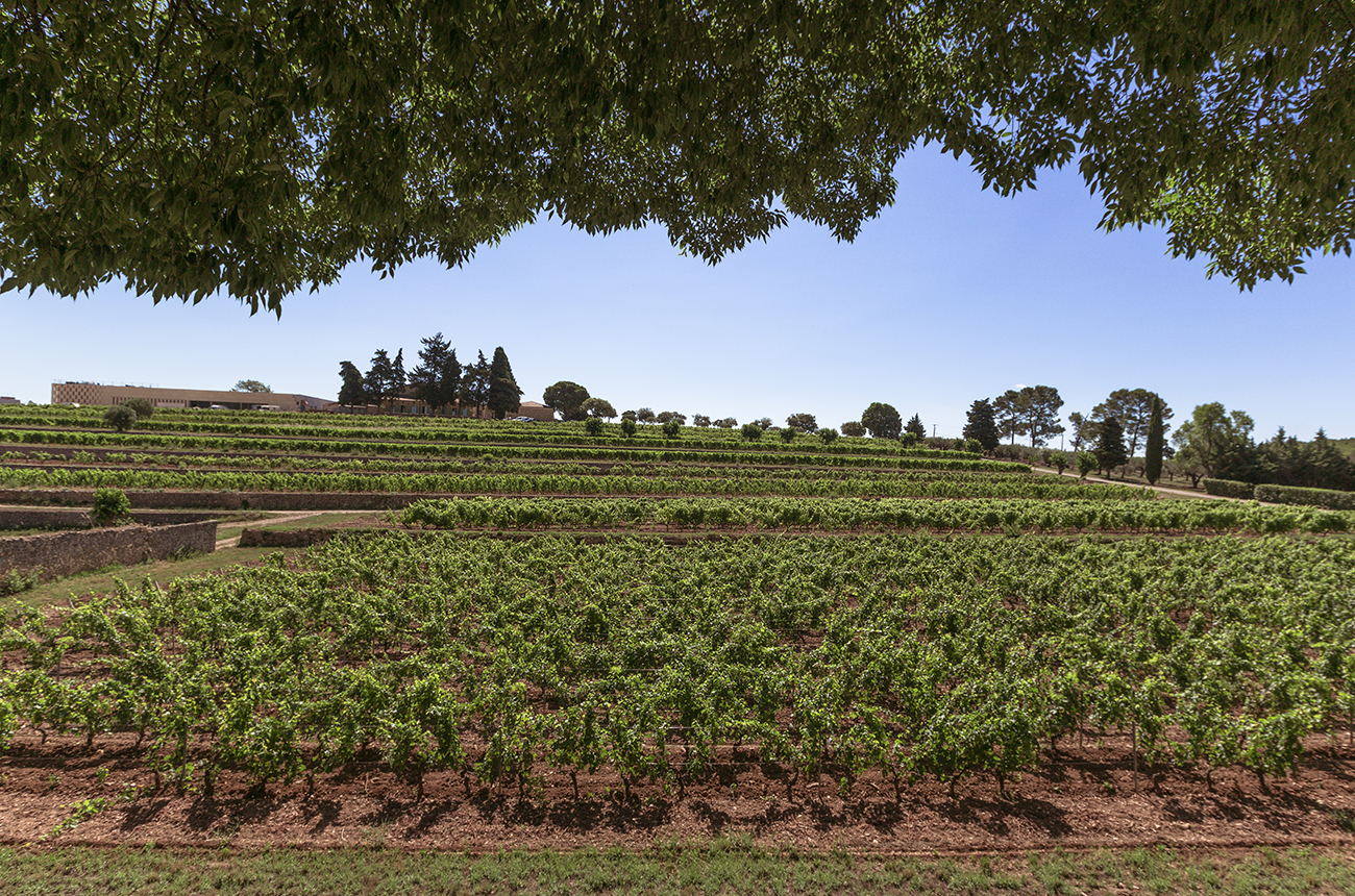 Domaines Ott&amp;rsquo;s &amp;Eacute;toile