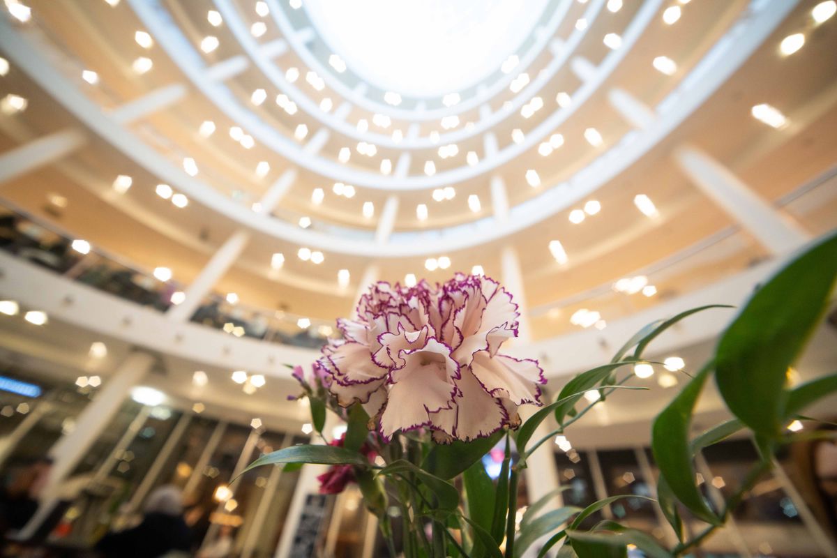 Laowa 12-24mm f/5.6 Zoom