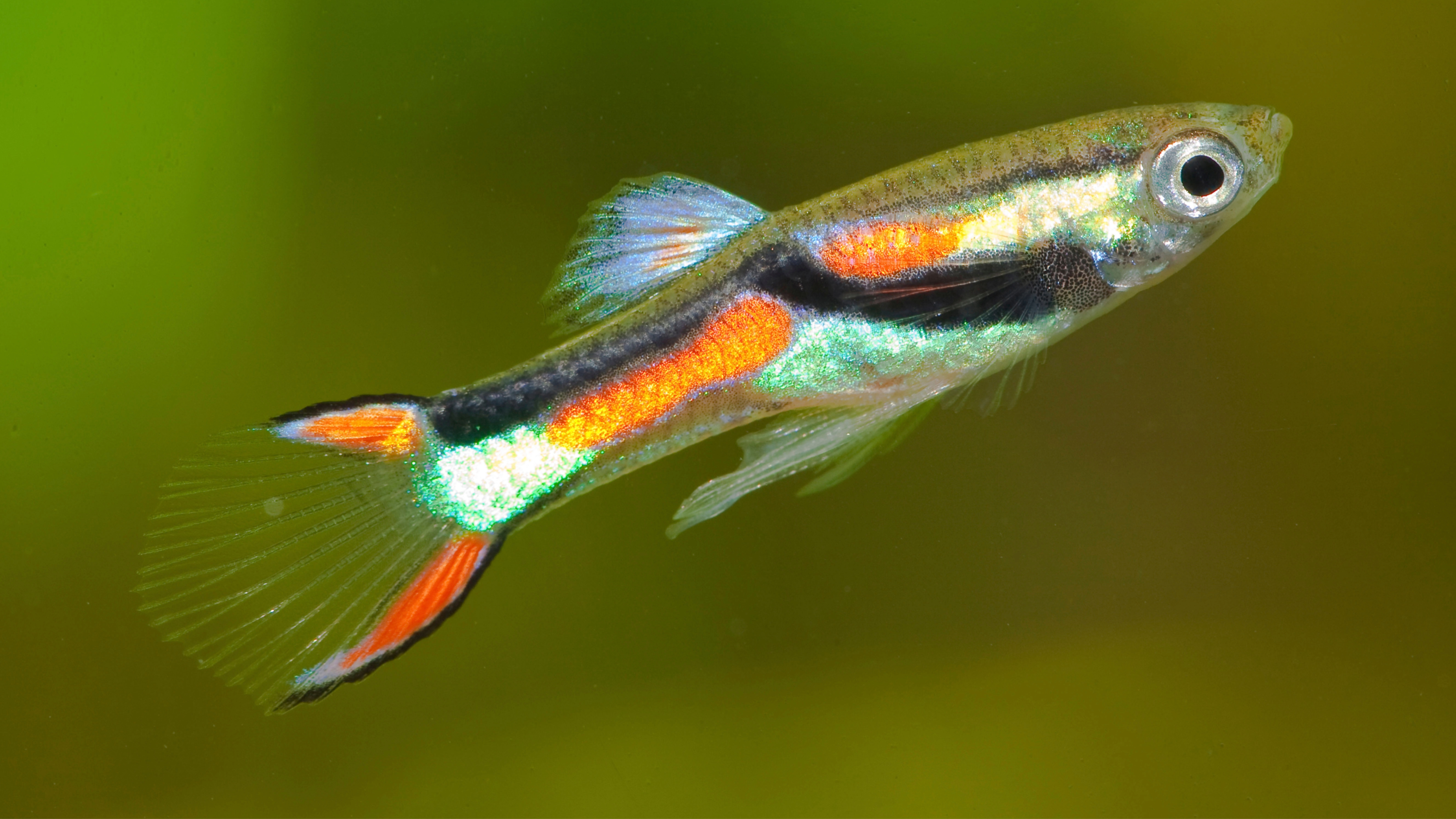 Endler's livebearer