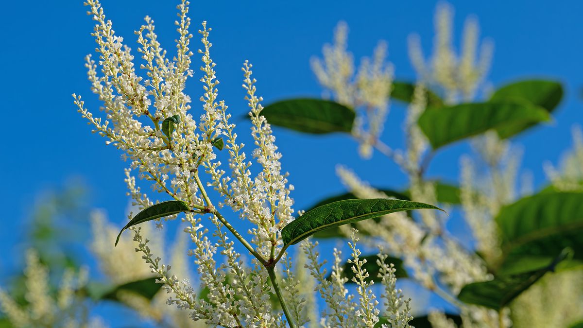 Japanese knotweed