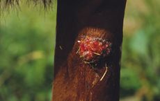 Sarcoids in horses