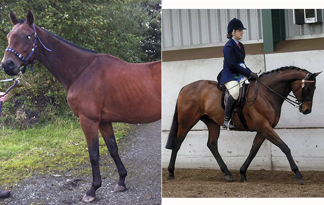 “This is my ex-racehorse, Flyjack. He’s 10 years old and I’ve retrained him as a show horse. We compete in Retraining of Racehorses (RoR) and large hack classes and he also had a short career as a polo pony” — Andrea Winstanley