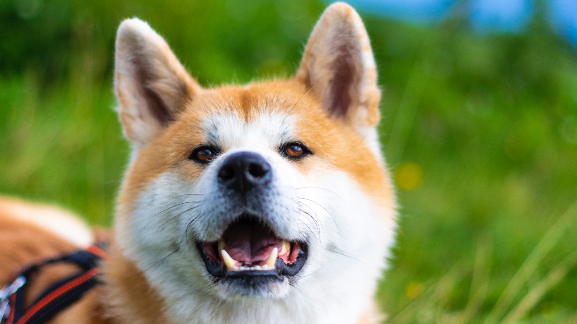 Akita dog facts