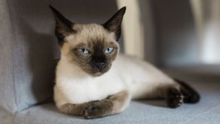 cat with short hair, a cream-coloured body and brown feet, ears and face. The cat is lying down and facing the camera